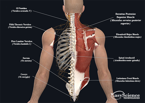 Human Anatomy Back - EasyScience Technologies